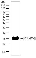 IFN gamma Antibody in Western Blot (WB)