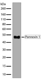 Pannexin 1 Antibody in Western Blot (WB)