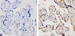 TLR4 Antibody in Immunohistochemistry (Paraffin) (IHC (P))