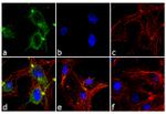 ANGPTL4 Antibody in Immunocytochemistry (ICC/IF)