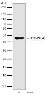 ANGPTL4 Antibody in Western Blot (WB)