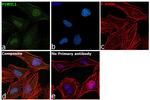 PIWIL1 Antibody in Immunocytochemistry (ICC/IF)