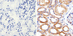 Claudin 16 Antibody in Immunohistochemistry (Paraffin) (IHC (P))