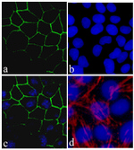 Claudin 2 Antibody in Immunocytochemistry (ICC/IF)