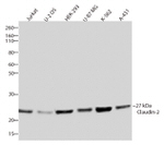 Claudin 2 Antibody in Western Blot (WB)