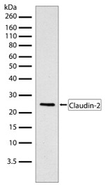 Claudin 2 Antibody in Western Blot (WB)