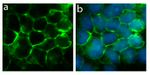 Connexin 40 Antibody in Immunocytochemistry (ICC/IF)