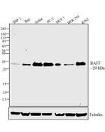 BAFF Antibody in Western Blot (WB)