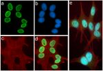 H3K9ac Antibody in Immunocytochemistry (ICC/IF)