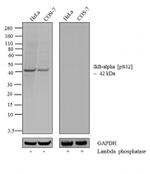 Phospho-IkB alpha (Ser32) Antibody in Western Blot (WB)