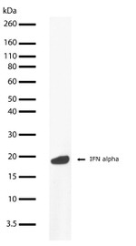 IFN alpha Antibody in Western Blot (WB)