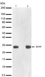 BDNF Antibody in Western Blot (WB)