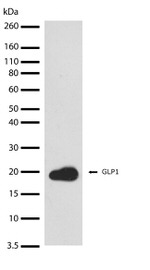 GLP-1 Antibody in Western Blot (WB)