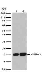 CCL4 Antibody in Western Blot (WB)