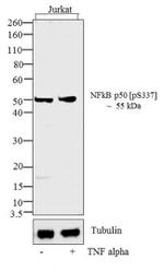 Phospho-NFkB p50 (Ser337) Antibody in Western Blot (WB)