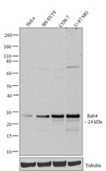 Rab4 Antibody in Western Blot (WB)