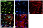 Histone H3 Antibody in Immunocytochemistry (ICC/IF)