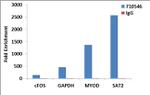 Histone H3 Antibody