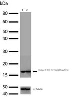 Histone H3 Antibody in Western Blot (WB)