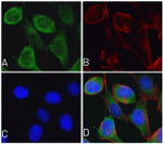 Cytochrome C Antibody in Immunocytochemistry (ICC/IF)