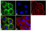 FZD4 Antibody in Immunocytochemistry (ICC/IF)