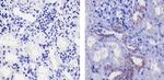 FZD4 Antibody in Immunohistochemistry (Paraffin) (IHC (P))