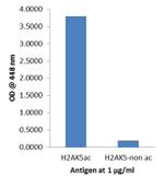 H2AK5ac Antibody in ELISA (ELISA)