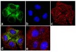 Protein APC Antibody in Immunocytochemistry (ICC/IF)