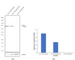 Kindlin Antibody