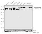 NF-H Antibody