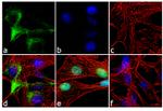 NF-H Antibody in Immunocytochemistry (ICC/IF)