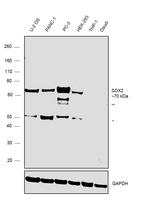 SOX9 Antibody in Western Blot (WB)