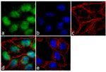 SOX9 Antibody in Immunocytochemistry (ICC/IF)