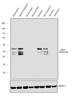 NeuN Antibody