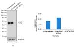 alpha-1 Antitrypsin Antibody