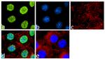 TBX3 Antibody in Immunocytochemistry (ICC/IF)