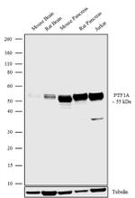 PTF1A Antibody in Western Blot (WB)