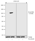 Phospho-Rb (Ser788) Antibody