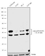 Phospho-c-Jun (Thr91, Thr93, Thr95) Antibody in Western Blot (WB)