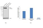 ITGA5 Antibody in Western Blot (WB)