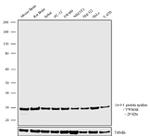 14-3-3 epsilon Antibody in Western Blot (WB)