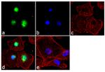 SMURF2 Antibody in Immunocytochemistry (ICC/IF)