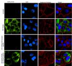 Phospho-EGFR (Tyr1045) Antibody in Immunocytochemistry (ICC/IF)