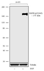 Phospho-EGFR (Tyr1045) Antibody