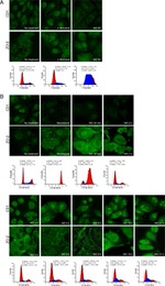 ZO-2 Antibody in Immunocytochemistry, Flow Cytometry (ICC/IF, Flow)