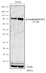 Phospho-beta Catenin (Ser33, Ser37) Antibody