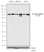 Phospho-beta Catenin (Ser552) Antibody