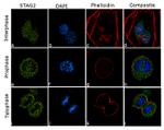 STAG2 Antibody in Immunocytochemistry (ICC/IF)