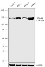 STAG2 Antibody in Western Blot (WB)