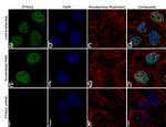 STAG2 Antibody